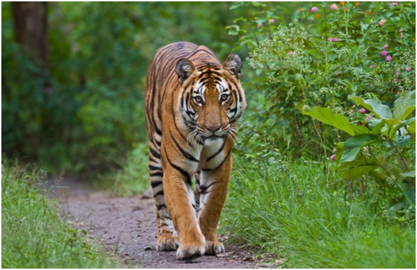 Bandipur Tiger reserve