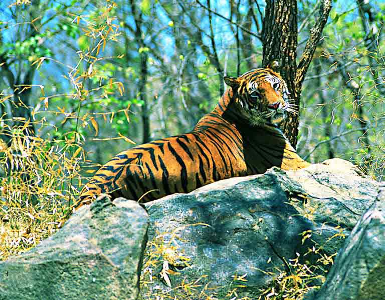Periyar Tiger Reserve